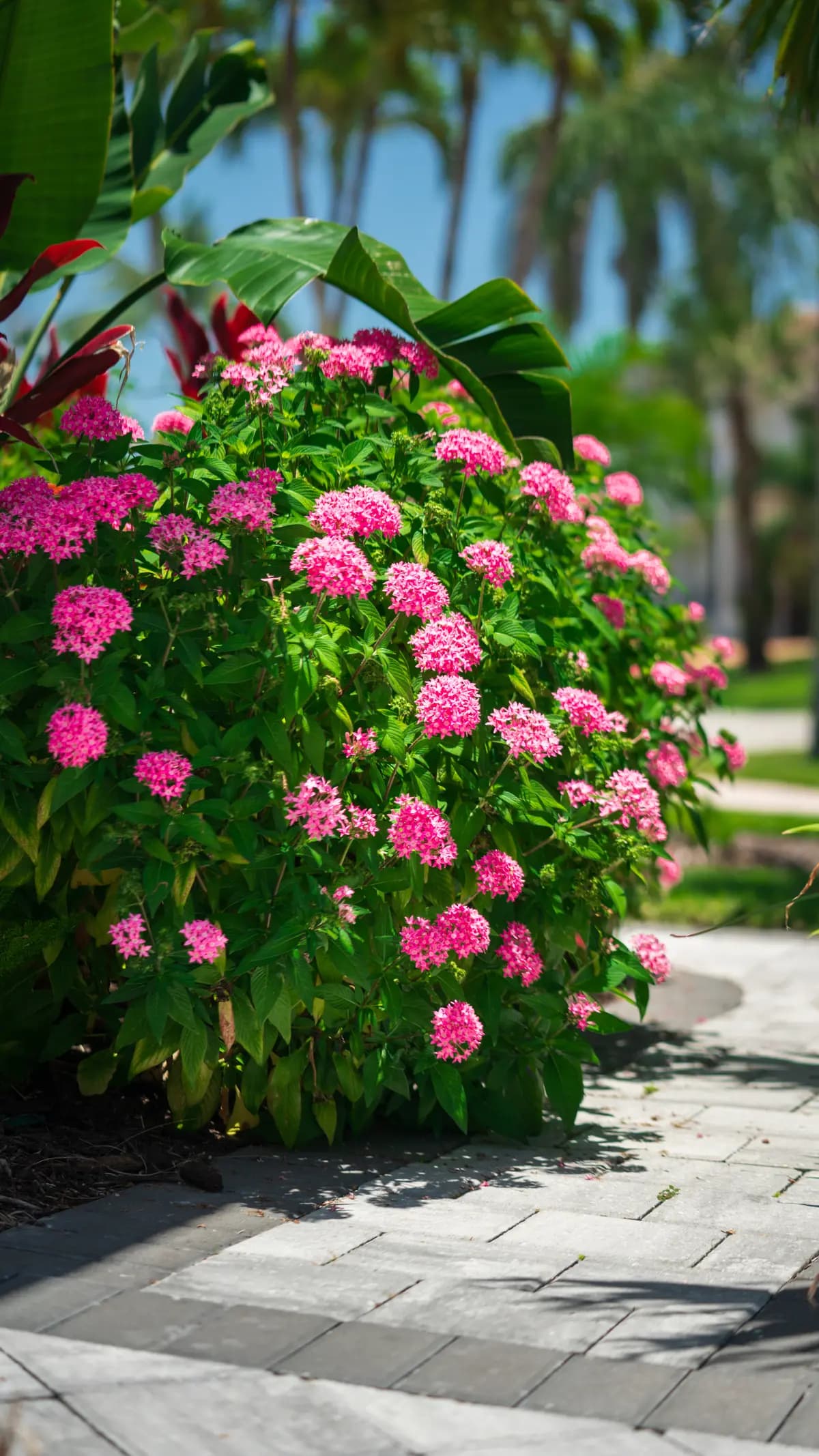 Residential landscaping